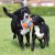 CHUCKIT KICK FETCH LABDA (L)